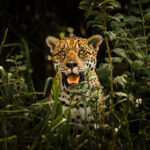 Biodiversidad de América Latina: Lugares impresionantes que te fascinarán